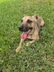 Found/Stray Female Dog last seen Near and town east, Mesquite, TX 75150