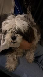 Found/Stray Female Dog last seen Near kremer avenue, Cincinnati, OH 45225