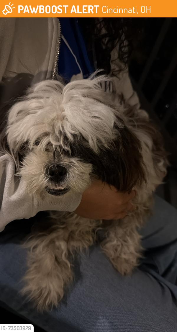 Found/Stray Female Dog last seen Near kremer avenue, Cincinnati, OH 45225