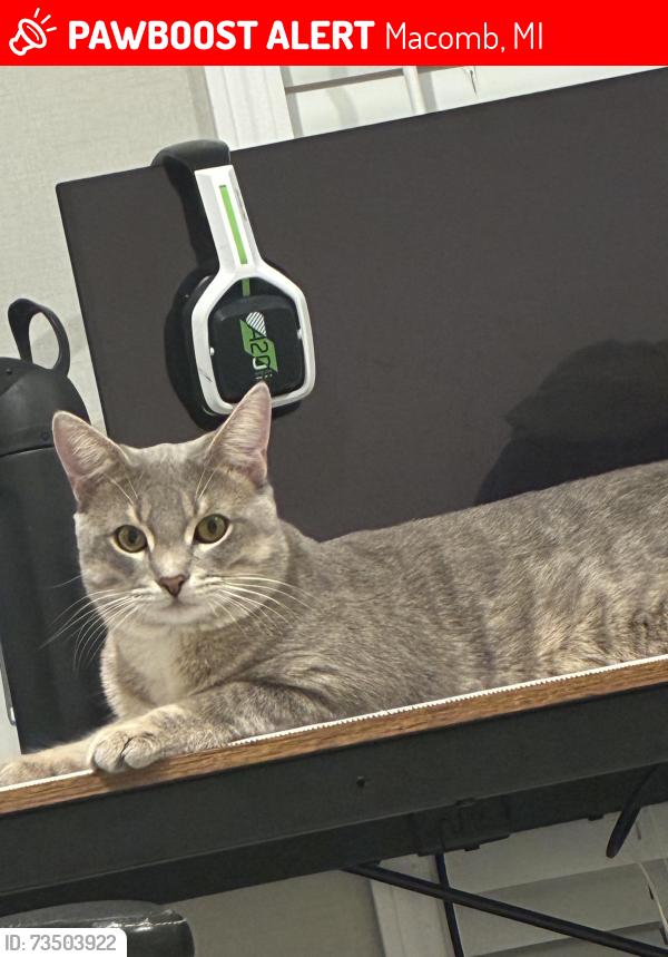 Lost Male Cat last seen Near Abbey Dr, Macomb, MI 48044