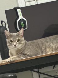 Lost Male Cat last seen Near Abbey Dr, Macomb, MI 48044