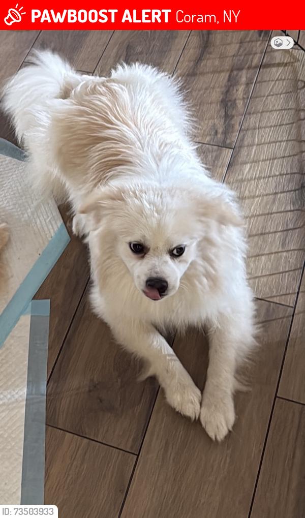Lost Male Dog last seen Near Mel drive coram, Coram, NY 11727