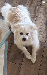 Lost Male Dog last seen Near Mel drive coram, Coram, NY 11727