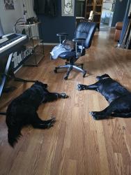 Lost Female Dog last seen hunters run and poole rd, Hoke County, NC 28376