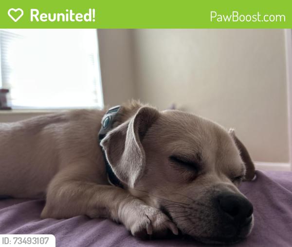 Reunited Male Dog last seen Near E melrose Circle, Fort Lauderdale, FL 33312