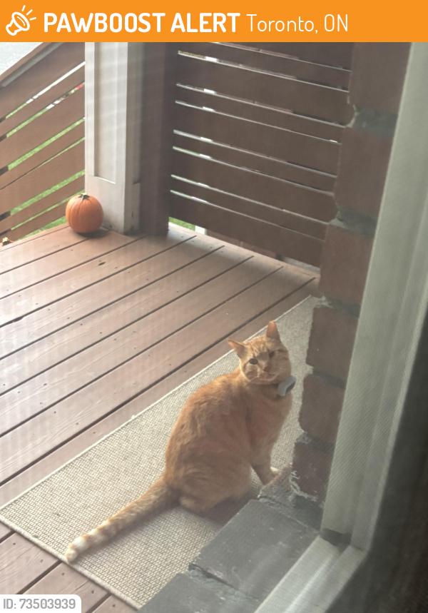 Found/Stray Unknown Cat last seen Main & Danforth, Toronto, ON 