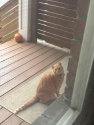 Found/Stray Unknown Cat last seen Main & Danforth, Toronto, ON 