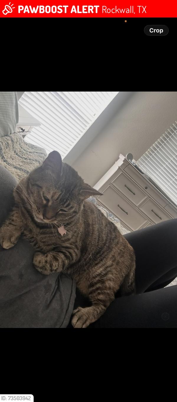 Lost Female Cat last seen Goliad and quail run, Rockwall, TX 75087