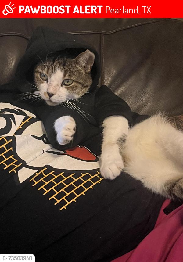 Lost Male Cat last seen Chinese Church on Miller Ranch Rd, Pearland, TX 77584