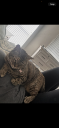 Lost Female Cat last seen Goliad and quail run, Rockwall, TX 75087
