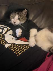 Lost Male Cat last seen Chinese Church on Miller Ranch Rd, Pearland, TX 77584