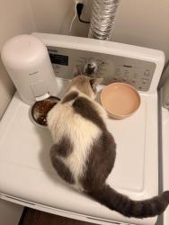 Reunited Male Cat last seen Retreat at Seven Trails apmts, Ballwin, MO 63011