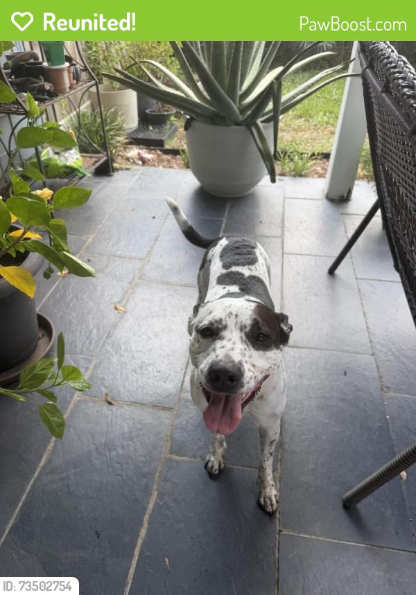 Reunited Female Dog last seen Hambleton and jockey club dr., Houston, TX 77065
