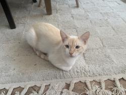 Lost Male Cat last seen silverado ranch, Las Vegas, NV 89183