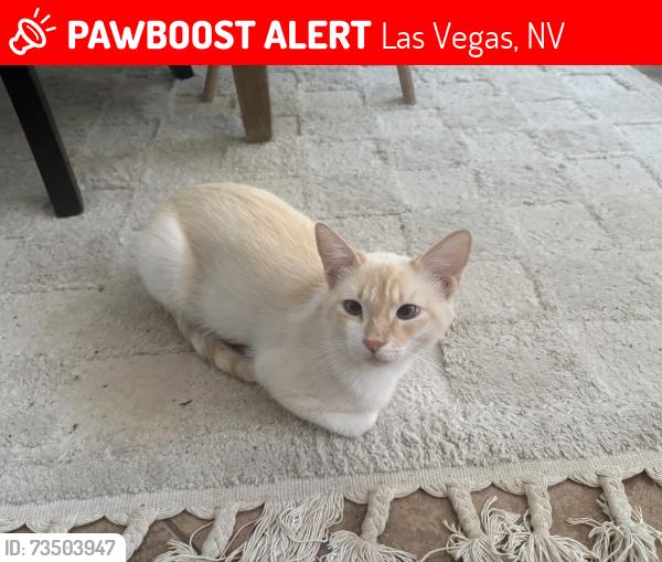 Lost Male Cat last seen silverado ranch, Las Vegas, NV 89183