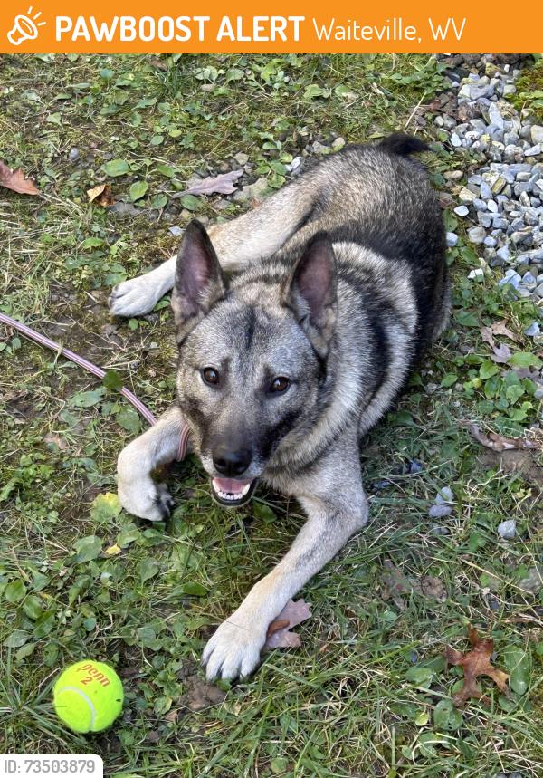 Found/Stray Unknown Dog last seen In the woods near me, Waiteville, WV 24984