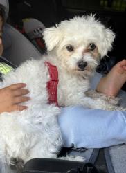 Lost Female Dog last seen Blanco vista cove and hokanson intersection, Hokanson Rd, TX 78617