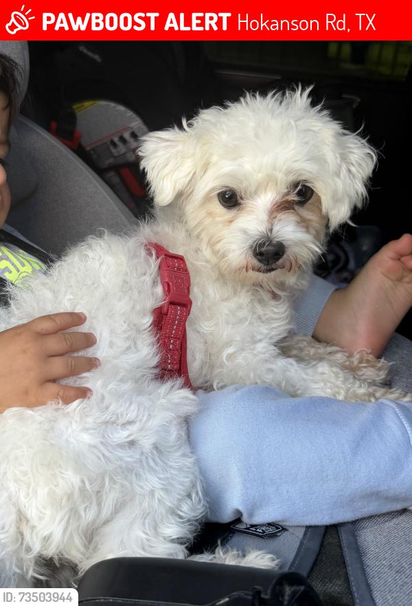 Lost Female Dog last seen Blanco vista cove and hokanson intersection, Hokanson Rd, TX 78617