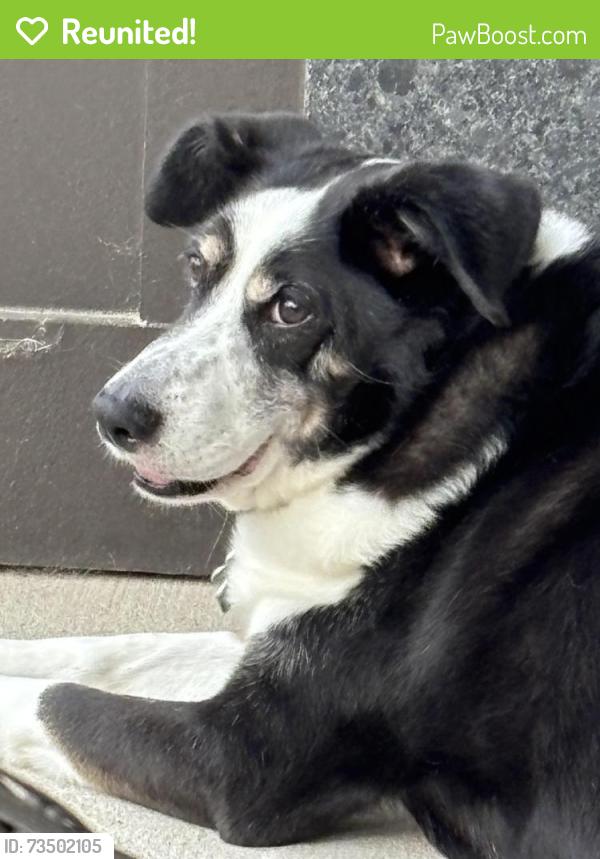 Reunited Female Dog last seen Brooks Crossing Subdivision, Winston-Salem, NC 27106