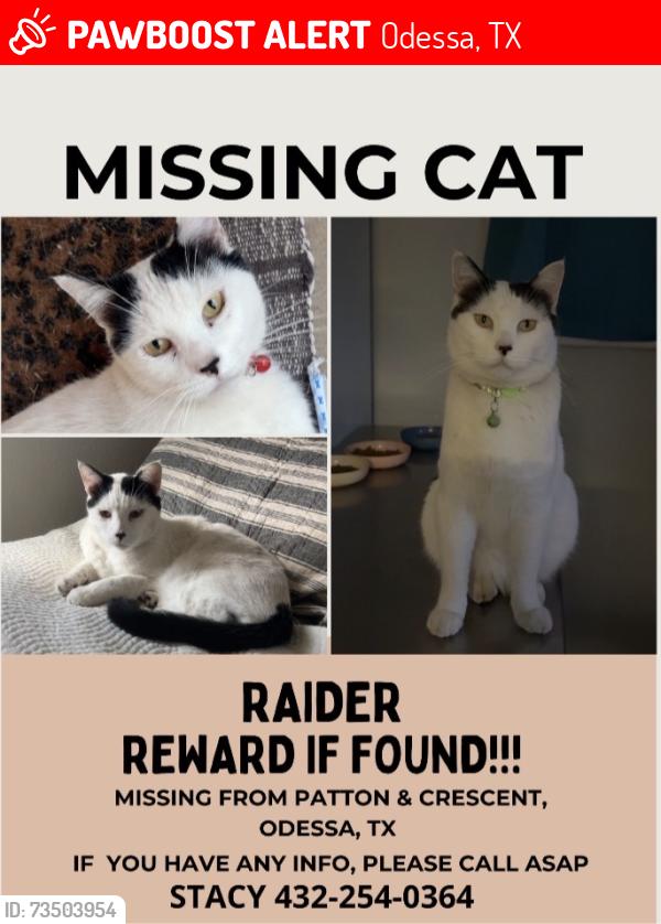 Lost Male Cat last seen Crescent, Maple, Odessa, TX 79761