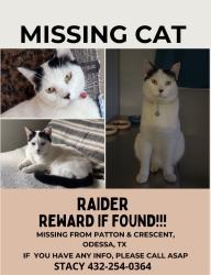Lost Male Cat last seen Crescent, Maple, Odessa, TX 79761