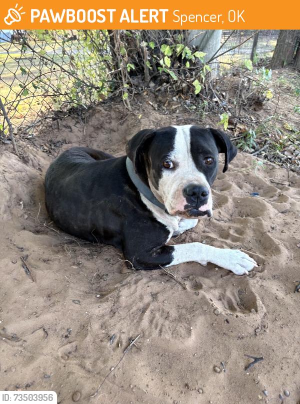 Found/Stray Male Dog last seen Westminster, Spencer, OK 73084