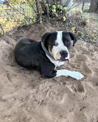 Found/Stray Male Dog last seen Westminster, Spencer, OK 73084