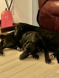 Found/Stray Female Dog last seen Cajón Pass- Devore Heights, San Bernardino, CA 92407