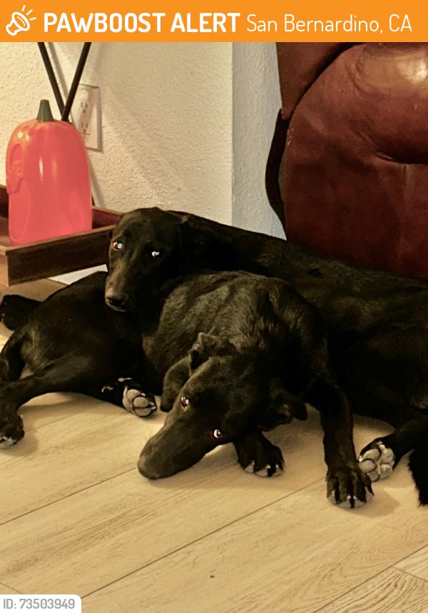 Found/Stray Female Dog last seen Cajón Pass- Devore Heights, San Bernardino, CA 92407