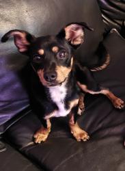 Found/Stray Male Dog last seen Dart Canyon, Crestline, CA 92325