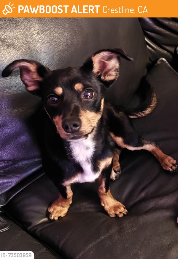 Found/Stray Male Dog last seen Dart Canyon, Crestline, CA 92325
