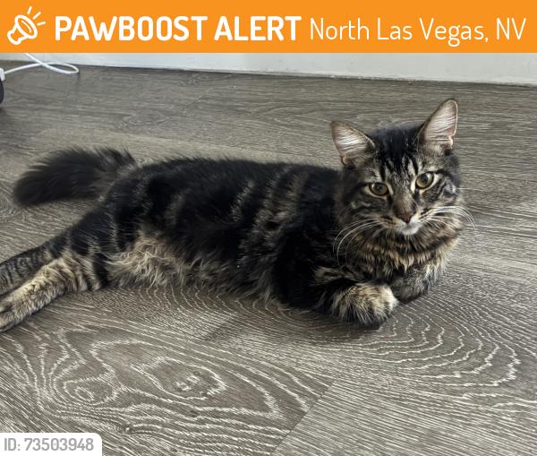 Found/Stray Male Cat last seen Near N Daley St Las Vegas del Norte, NV 89030 Estados Unidos, North Las Vegas, NV 89030