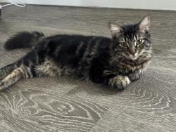 Found/Stray Male Cat last seen Near N Daley St Las Vegas del Norte, NV 89030 Estados Unidos, North Las Vegas, NV 89030
