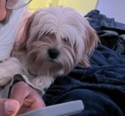 Reunited Male Dog last seen Haverhill and Lake Worth Rd, Greenacres, FL 33463