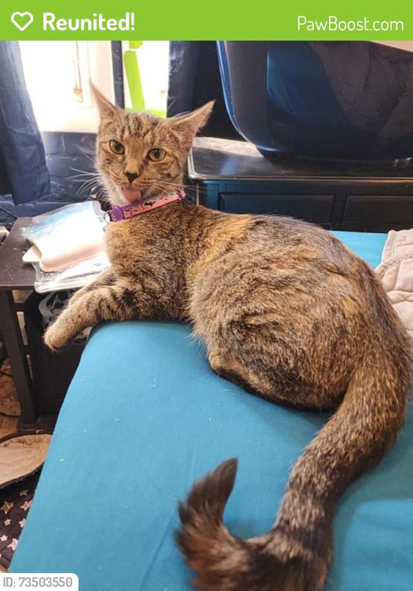 Reunited Female Cat last seen Lee Rd, Lyell Ave, Rochester, NY 14606