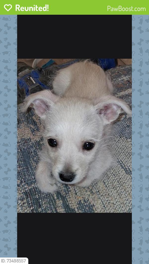 Reunited Male Dog last seen Valley view and tropicana, Paradise, NV 89118