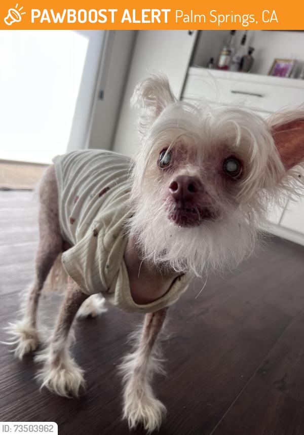 Found/Stray Female Dog last seen Palm Springs View ests, Palm Springs, CA 92264