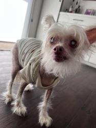 Found/Stray Female Dog last seen Palm Springs View ests, Palm Springs, CA 92264