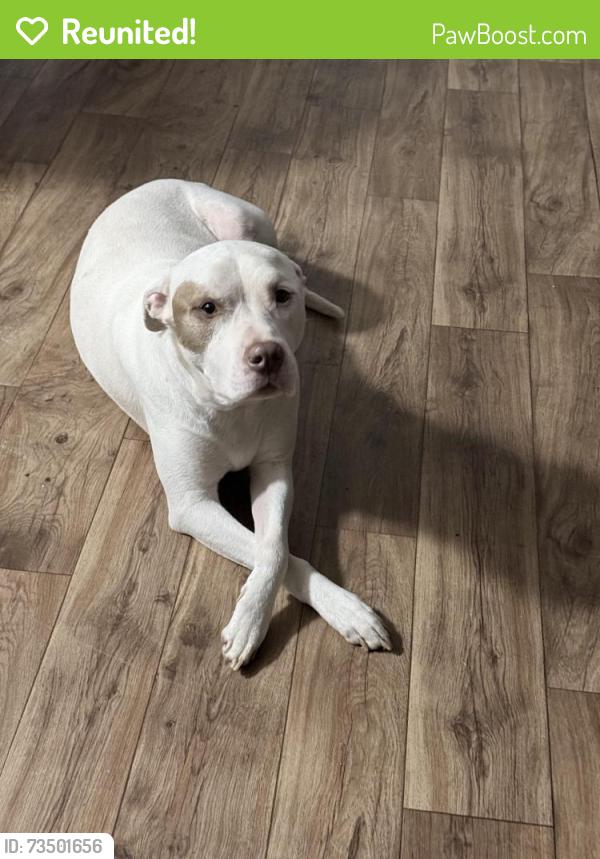 Reunited Male Dog last seen S new hope rd, Kennedale, TX 76060