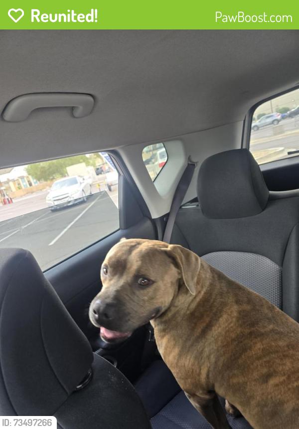Reunited Male Dog last seen 19th ave Glendale, Phoenix, AZ 85021