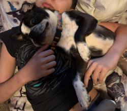 Reunited Male Dog last seen Bethlehem Rd, Boones Mill, VA 24065