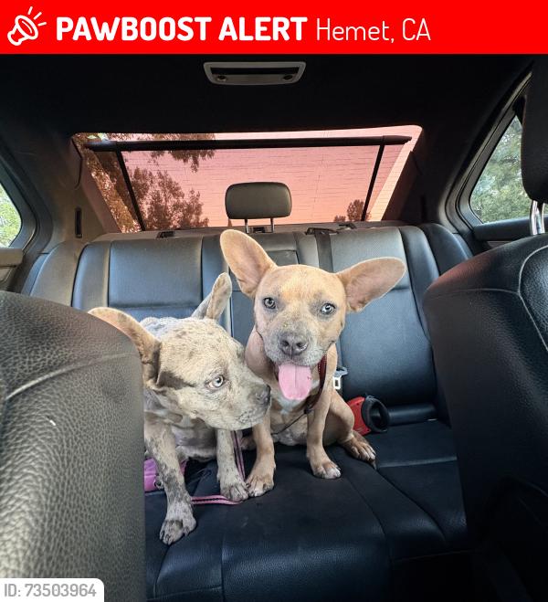 Lost Female Dog last seen Buena vista & Whittier/ mayberry, Hemet, CA 92543
