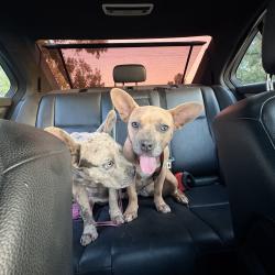 Lost Female Dog last seen Buena vista & Whittier/ mayberry, Hemet, CA 92543