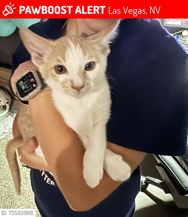 Lost Male Cat last seen Tioga and Racel, Las Vegas, NV 89131