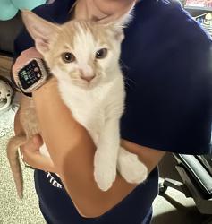 Lost Male Cat last seen Tioga and Racel, Las Vegas, NV 89131