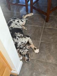 Found/Stray Female Dog last seen Knight High School, Palmdale, CA 93552