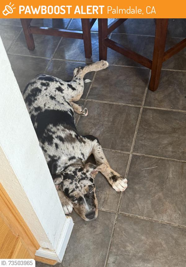 Found/Stray Female Dog last seen Knight High School, Palmdale, CA 93552