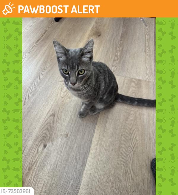 Found/Stray Unknown Cat last seen Near Manhattan Village, Manhattan Beach, CA 90266