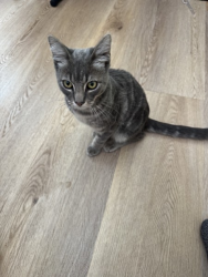 Found/Stray Unknown Cat last seen Near Manhattan Village, Manhattan Beach, CA 90266