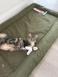 Reunited Unknown Cat last seen Near bevington Dr, Indian Trail, NC 28079